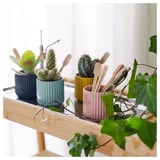 Wooden shelf with four colorful ceramic pots, each holding small plants or cutlery, showing versatile use for storage or decoration.