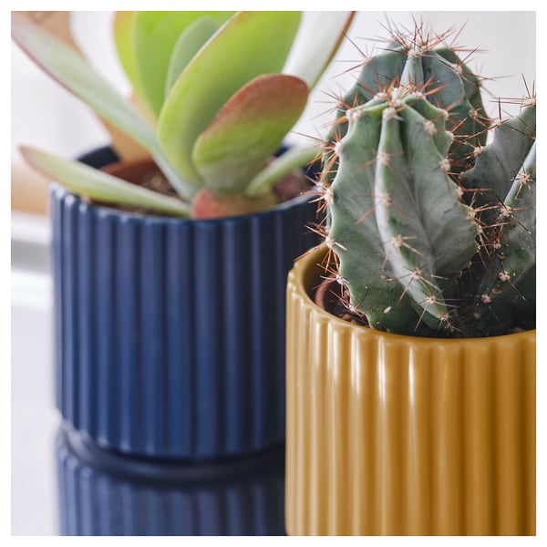 Blue & yellow ribbed pots with green plants.