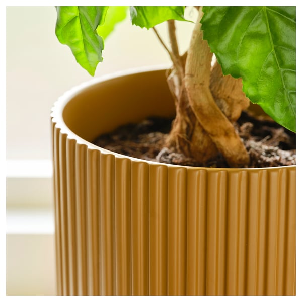 A potted plant in an earthenware container with vertical grooves. Bright green leaves and visible roots.