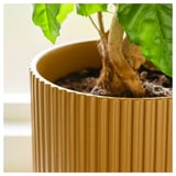 A potted plant in an earthenware container with vertical grooves. Bright green leaves and visible roots.
