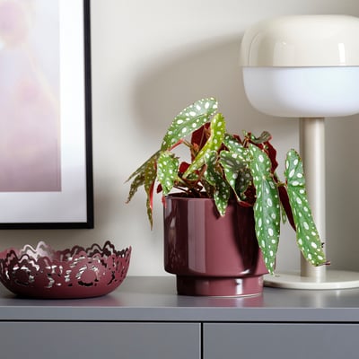 Burgundy DRAKFRUKT planter with glossy finish holds spotted leaf plant, near bowl and lamp.