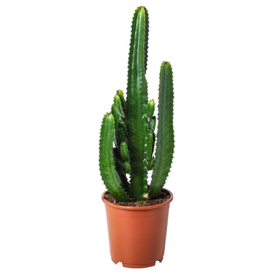 Potted cactus plant in brown plastic container, multiple green spiky stems.