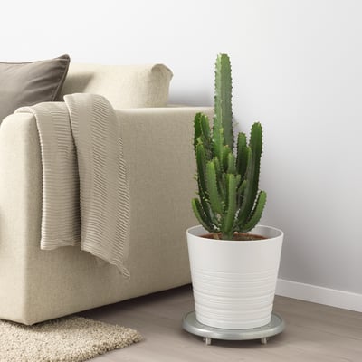 Large potted cactus next to beige couch. White container on silver stand, adds height. Modern minimalist design.