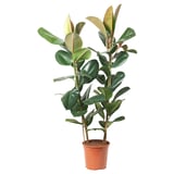 Potted rubber plant with broad green leaves.