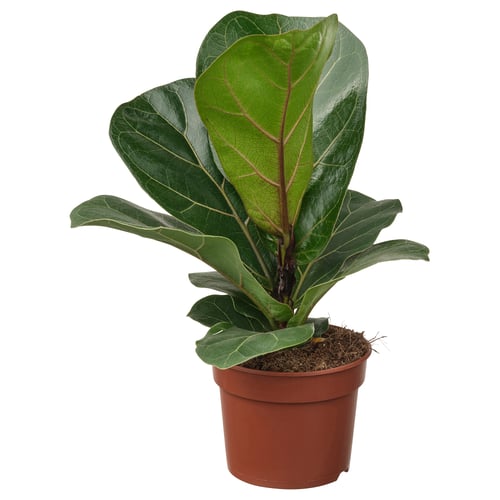 Potted FICUS LYRATA BAMBINO with green leaves