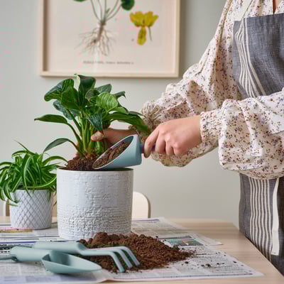 Indoor gardening: person repotting plant with blue tool set.