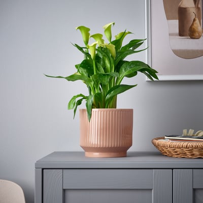 Round peach-colored HONUNGSPALM planter with green plant on grey furniture, next to books.