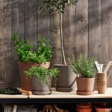 Neutral-toned plant pots with herbs on wooden shelf.