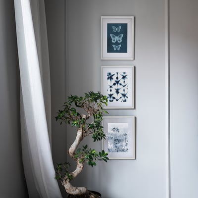 Three blue-framed butterfly pictures hang on gray wall, bonsai tree below.