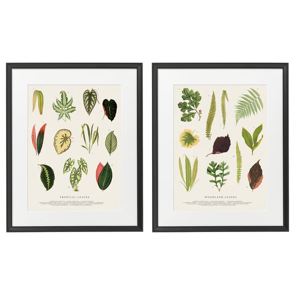 Two black-framed posters showcase detailed botanical illustrations of tropical and woodland leaves.