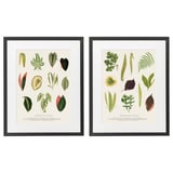Two black-framed posters showcase detailed botanical illustrations of tropical and woodland leaves.
