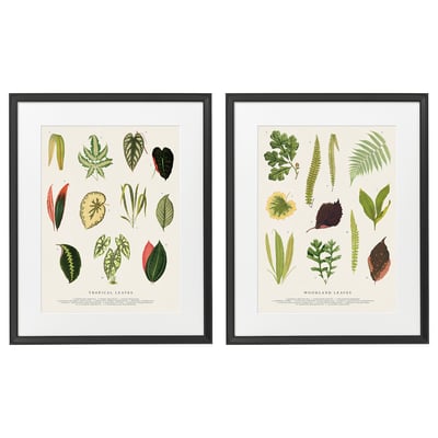Two black-framed posters showcase detailed botanical illustrations of tropical and woodland leaves.