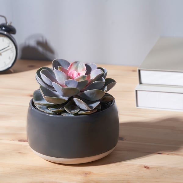 Succulent, alarm clock, books on wood.
