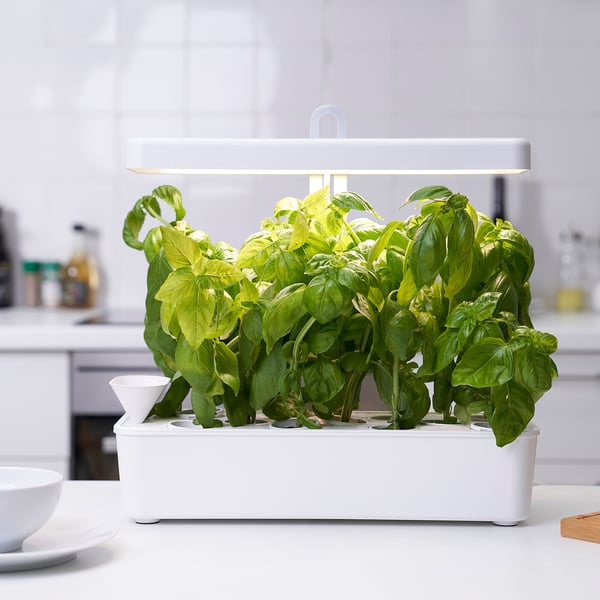 Indoor herb garden kit with led light on counter, growing fresh basil.