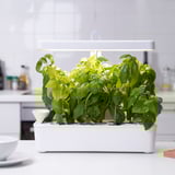 Indoor herb garden kit with led light on counter, growing fresh basil.