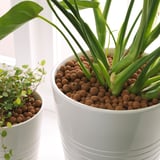 Two pots with plants, one large, one small, using clay pebbles for drainage and moisture retention.
