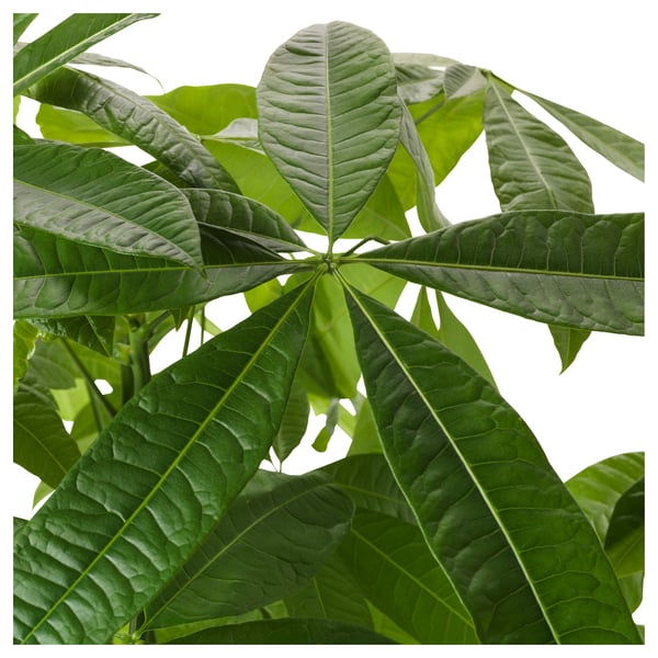 Heres a detailed, informative for adhering to the character limit: PACHIRA AQUATICA plant with lush green leaves. Shows broad, palmate leaf structure.
