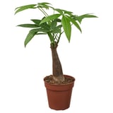 Potted PACHIRA AQUATICA with green leaves