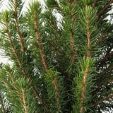 PICEA GLAUCA CONICA Potted plant, White spruce, 15 cm