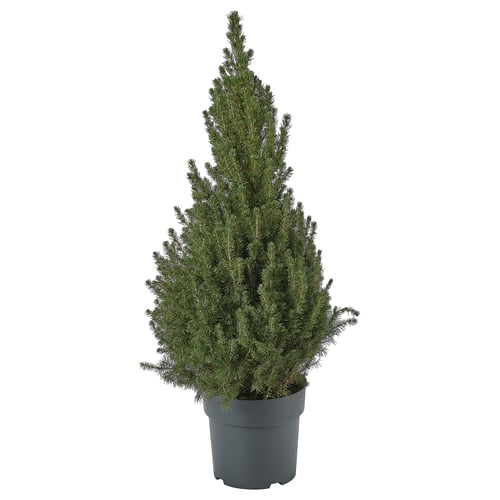PICEA GLAUCA CONICA Potted plant, White spruce, 23 cm