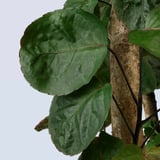 Large green leaves on sturdy stem, healthy indoor plant.