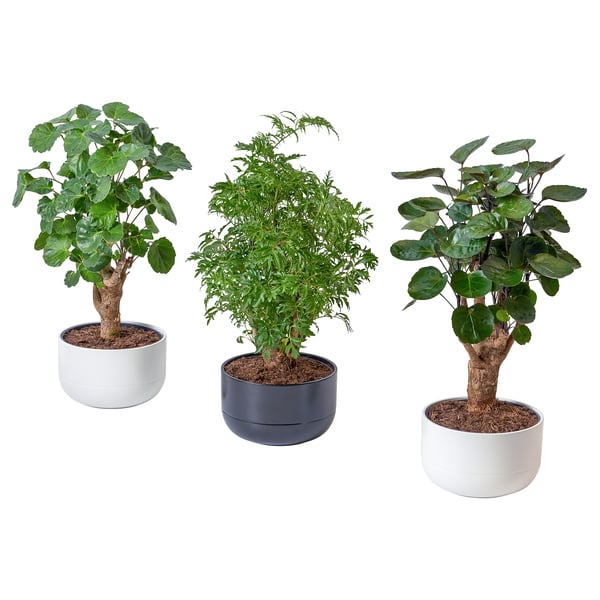 Three potted plants in white and gray pots, each with lush green foliage, arranged side by side.