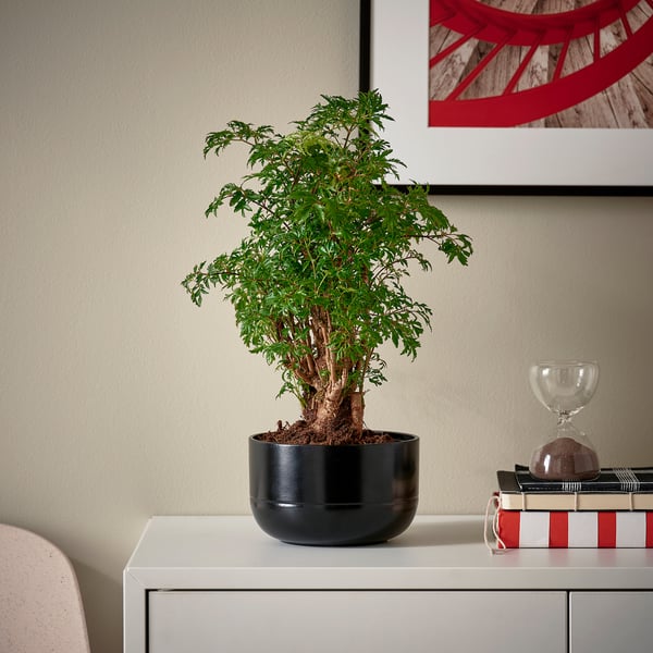 Potted POLYSCIAS plant, book, hourglass, wall art. Character count: 46