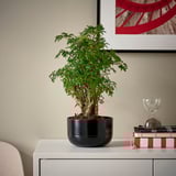 Potted POLYSCIAS plant, book, hourglass, wall art. Character count: 46