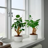 Two small plants on windowsill: one heart-shaped leaves, one long thin leaves. Illuminated by natural light.