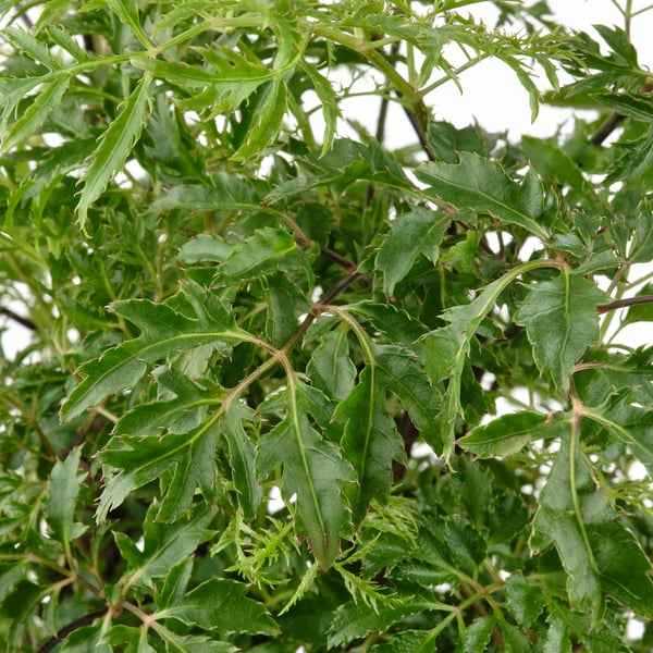 Lush green plant with vibrant leaves, healthy and well-cared, displayed in a clean background.