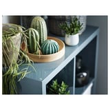 Blue shelf with potted plants, ceramic cacti, and trailing greenery.