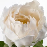 Close-up of a lifelike, cream-colored artificial flower with detailed petals and green leaves.