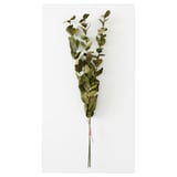 TORKA - dried green foliage plant bundle with jute string.
