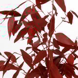 Vibrant red dried plant leaves, carefully arranged for year-round beauty.
