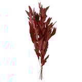 Bundled dark red, dried leaves tied with jute.