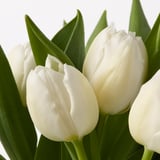 Close-up of pristine white tulips, fresh petals, green leaves visible.