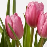 Fresh light pink tulips, tightly budded, standing tall against bright white background.