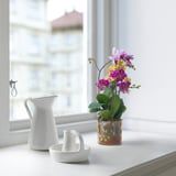 Window ledge with white pitcher, small cup, and potted orchid in colorful glass vase. Clear glass allows root visibility.