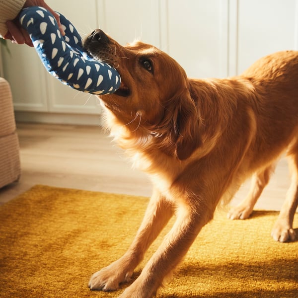 Golden retriever playing with blue patterned tug toy indoors on yellow rug.