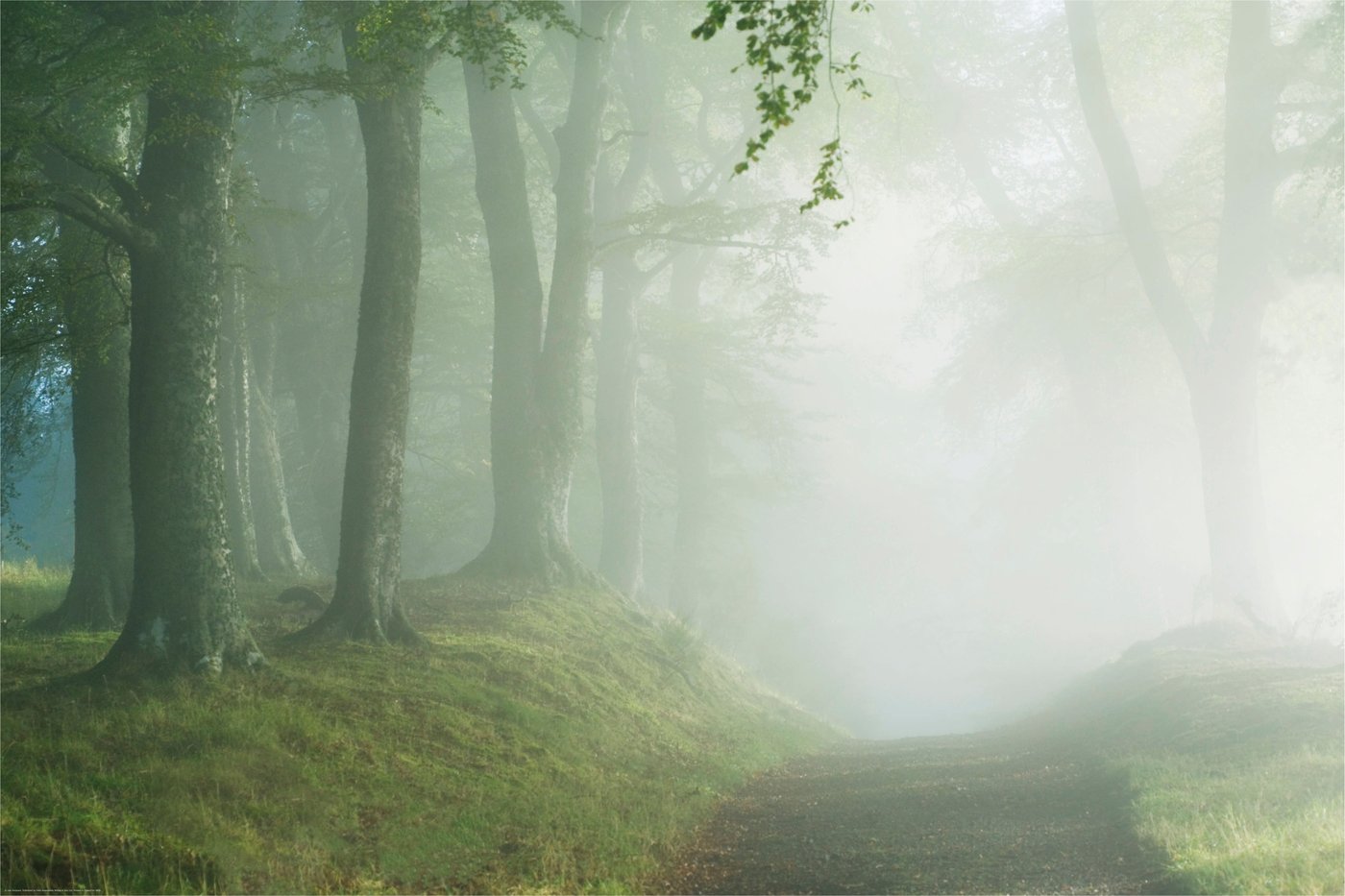 IKEA BILD poster, vägen genom skogen, 91x61 cm, bild