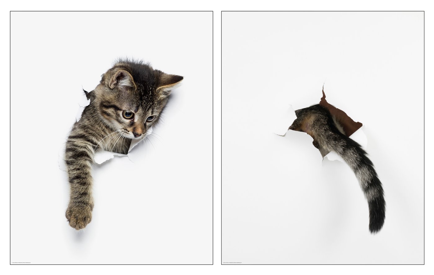 IKEA BILD poster, katt som dyker upp, 40x50 cm, bild