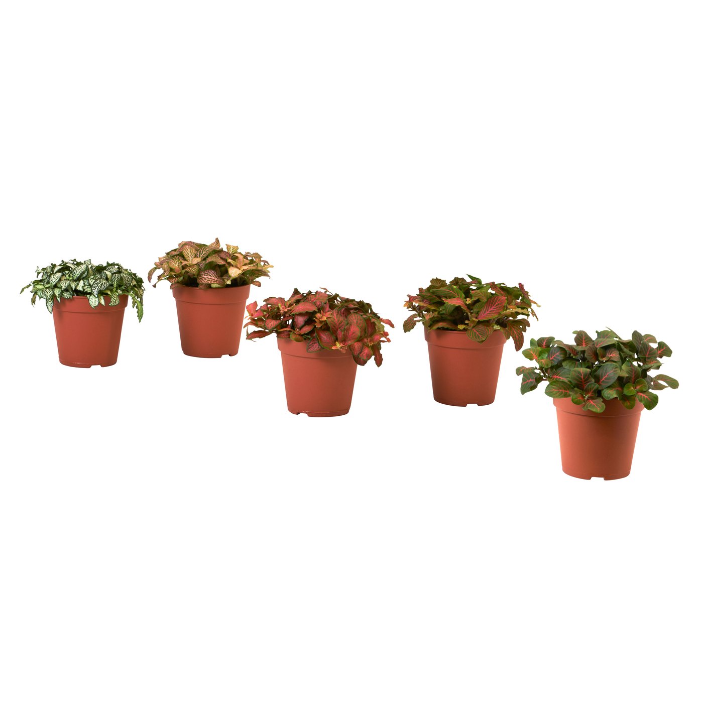 IKEA HYPOESTES krukväxt, rosenstänk/olika arter, 12 cm