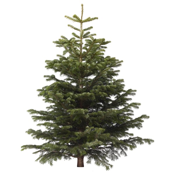 ABIES NORDMANNIANA Julgran - IKEA
