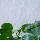 Växthuslock för ASPAREN planteringskärl, vitt, halvtransparent, rektangulärt, med ventilationshål.