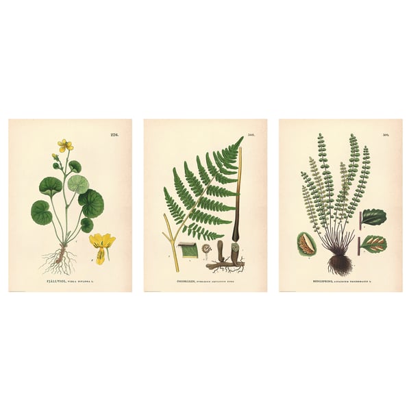 Tre vintage botaniska illustrationer av växter: gul blomma, ormbunke och grön ormbunke. Detaljerad, pedagogisk konststil.