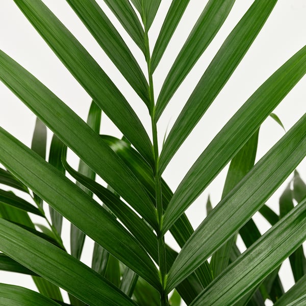 CHAMAEDOREA ELEGANS Krukväxt, Bergpalm, 110 cm