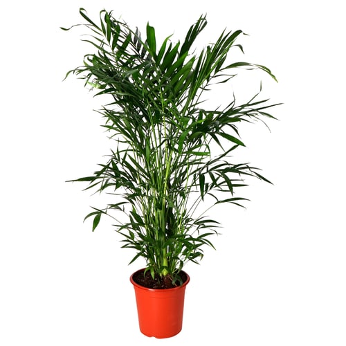 CHAMAEDOREA ELEGANS Krukväxt, Bergpalm, 110 cm