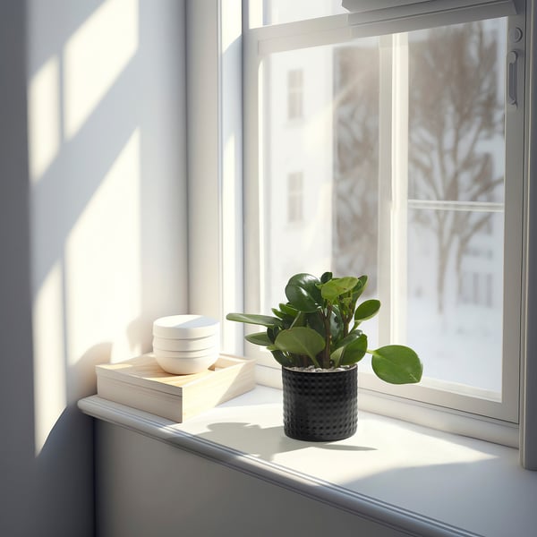 Fönsterbräda med växt, skålar, böcker, sol.