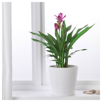 Ikea levande blommor