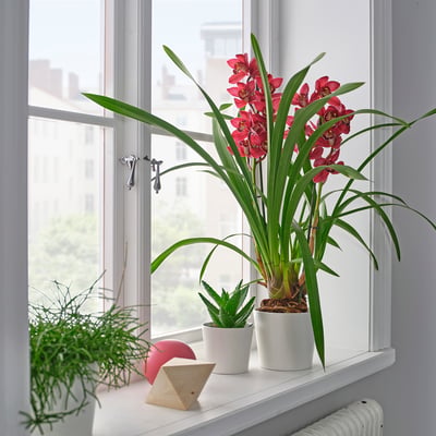 Fönsterbräda med röd orkidé, vit kruka, aloe, ormbunke, träblock, rosa ljus – lugnt, mysigt.